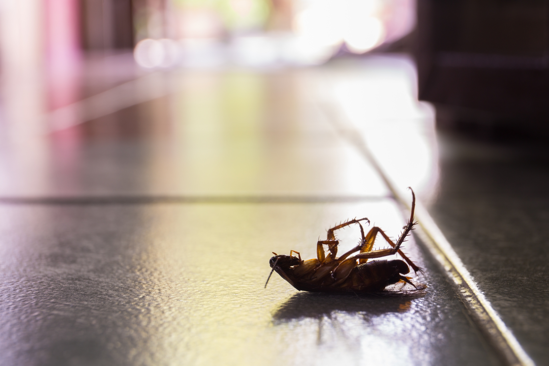 Cockroach Control, Pest Control in Lambeth, SE11. Call Now 020 8166 9746
