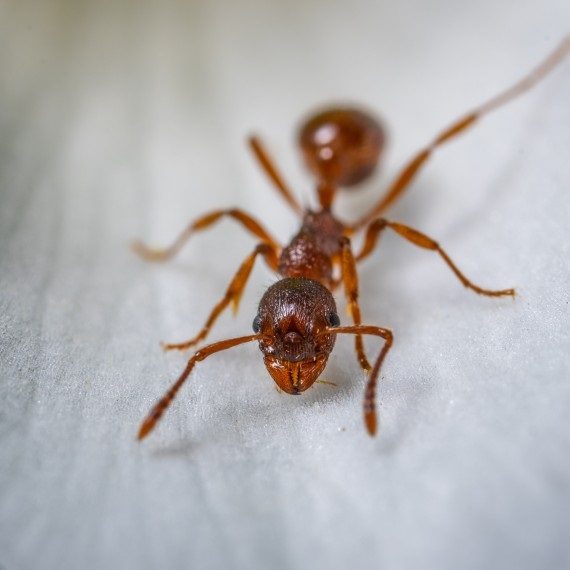 Field Ants, Pest Control in Lambeth, SE11. Call Now! 020 8166 9746