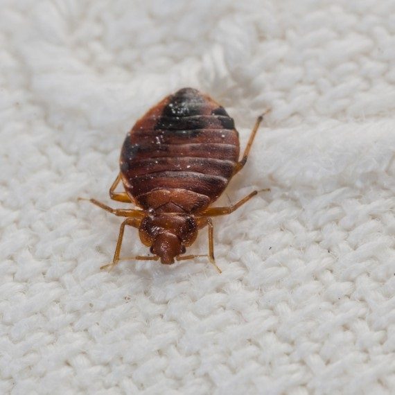 Bed Bugs, Pest Control in Lambeth, SE11. Call Now! 020 8166 9746