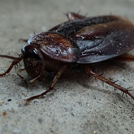 Cockroaches, Pest Control in Lambeth, SE11. Call Now! 020 8166 9746