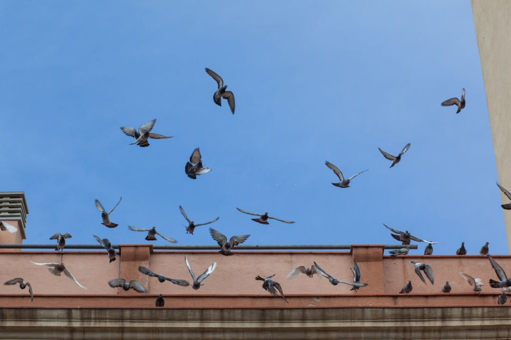 Pigeon Control, Pest Control in Lambeth, SE11. Call Now 020 8166 9746