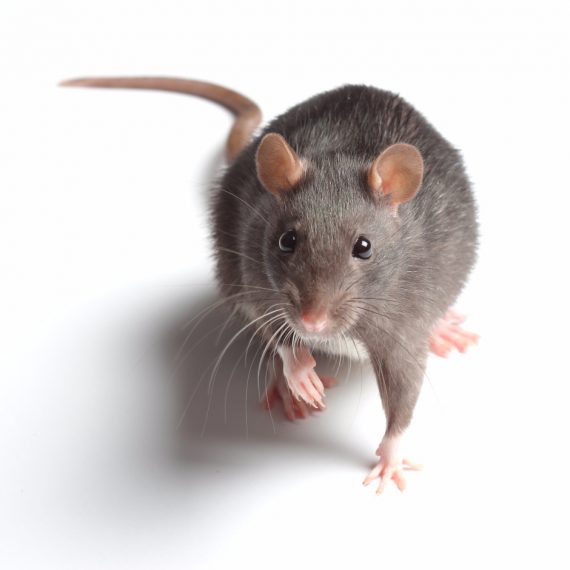 Rats, Pest Control in Lambeth, SE11. Call Now! 020 8166 9746