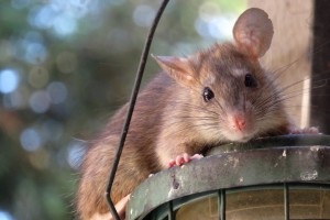 Rat extermination, Pest Control in Lambeth, SE11. Call Now 020 8166 9746