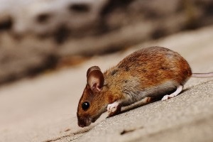 Mouse extermination, Pest Control in Lambeth, SE11. Call Now 020 8166 9746
