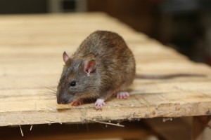 Rodent Control, Pest Control in Lambeth, SE11. Call Now 020 8166 9746