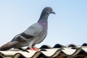 Pigeon Pest, Pest Control in Lambeth, SE11. Call Now 020 8166 9746