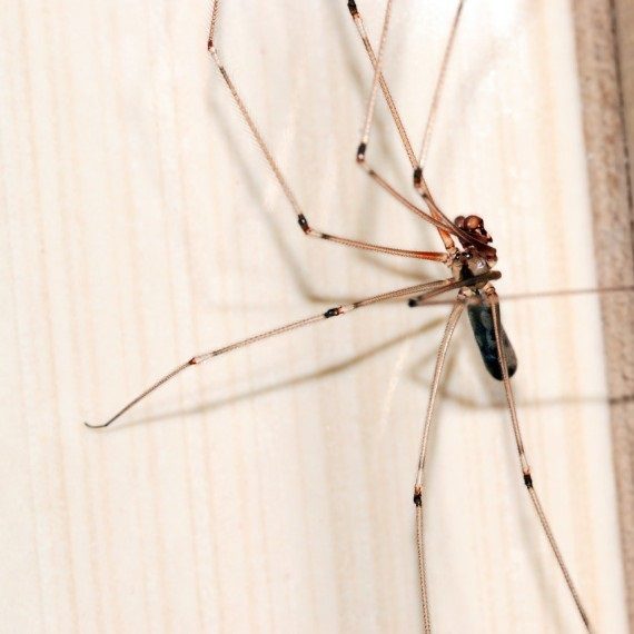 Spiders, Pest Control in Lambeth, SE11. Call Now! 020 8166 9746