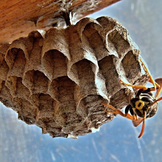 Wasps Nest, Pest Control in Lambeth, SE11. Call Now! 020 8166 9746